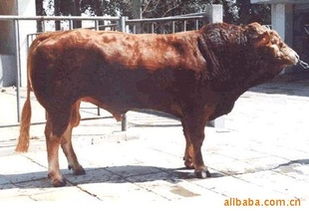 优质肉牛投资指南 山东亿财牧业的低风险饲养与销售前景