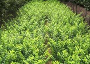 卫矛绿化苗木 优质的农副产品选择