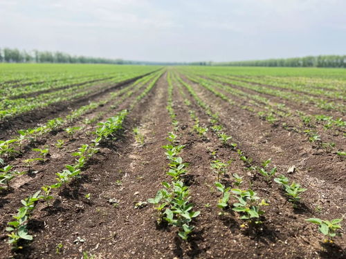 齐齐哈尔创新模式，为牲畜供需双方搭建火热销售桥梁