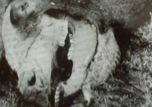 真假难辨 UFO肢解牲畜事件的谜团