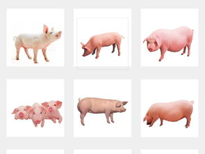 土猪农家乐 动物牲畜小猪海报背景素材大全