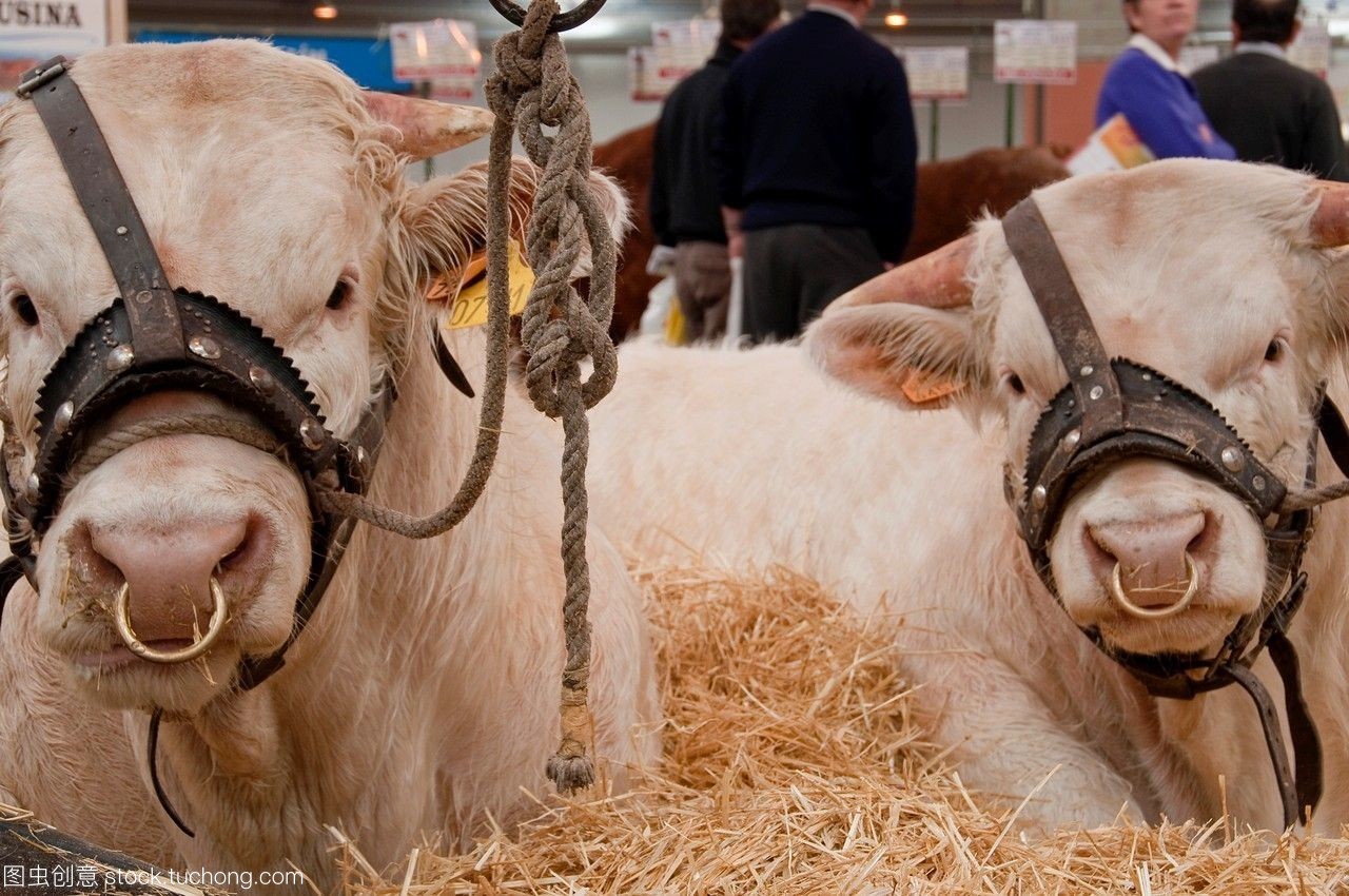 小牛肉产业链 从牧场到餐桌的全景解析