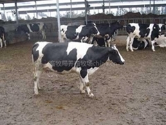 自助贸易平台与互联网文化活动 推动牲畜养殖产业链优化升级