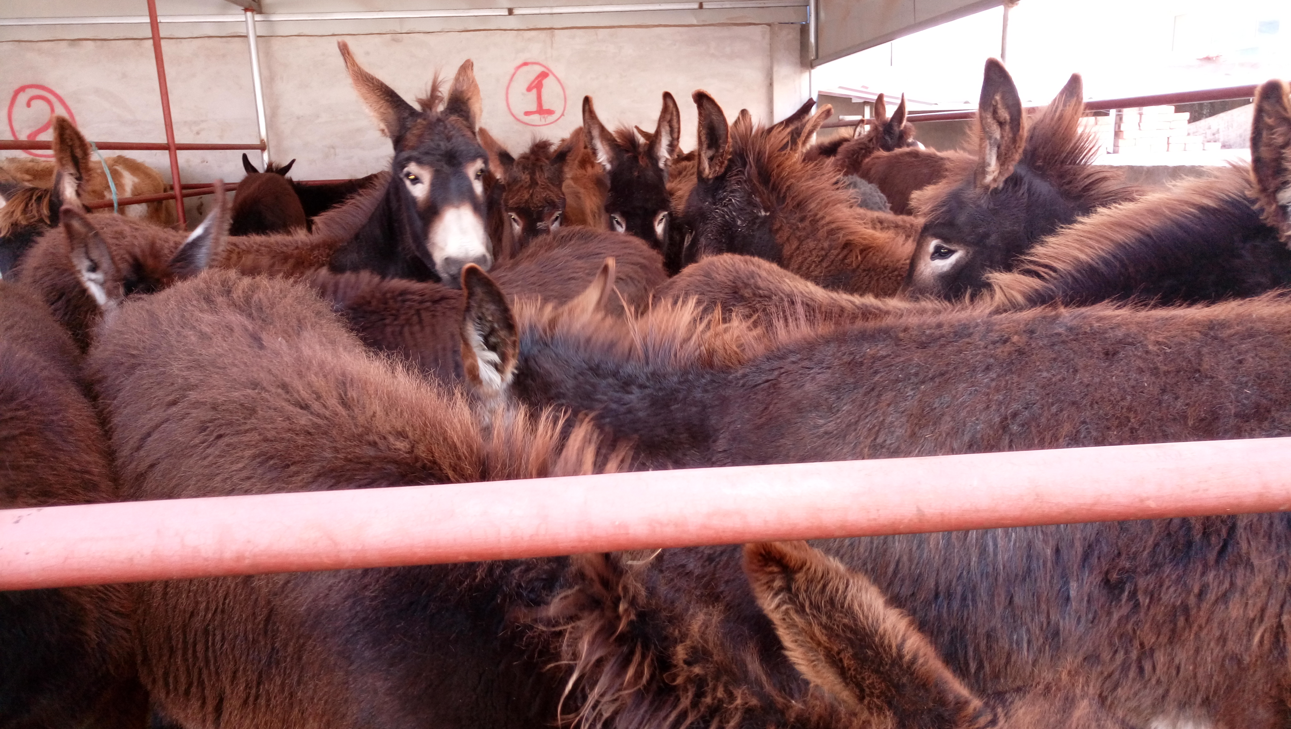 牲畜险购买指南及平安保险联系方式